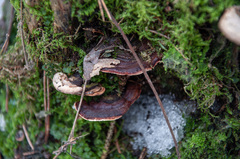 Heterobasidion parviporum