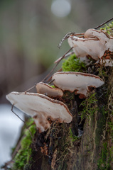 Heterobasidion parviporum