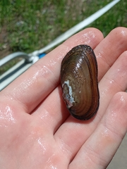 Aspatharia pfeifferiana