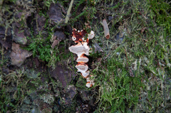 Heterobasidion parviporum