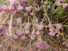 Erica barbigeroides