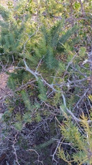 Asparagus racemosus