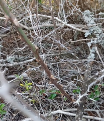 Asparagus racemosus