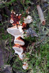 Heterobasidion parviporum