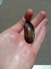 Aspatharia pfeifferiana