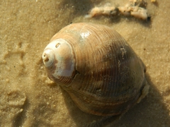 Stramonita brasiliensis