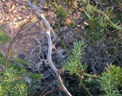 Asparagus racemosus