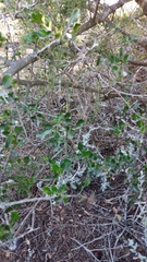 Asparagus racemosus