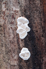 Heterobasidion parviporum