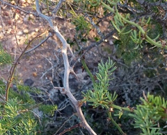 Asparagus racemosus