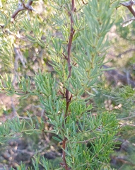 Asparagus racemosus