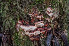 Heterobasidion parviporum