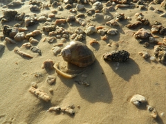 Stramonita brasiliensis