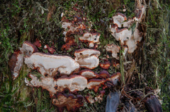 Heterobasidion parviporum