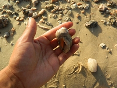 Stramonita brasiliensis