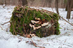 Heterobasidion parviporum