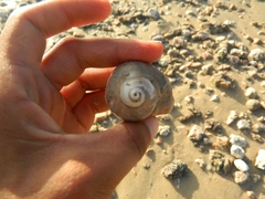 Stramonita brasiliensis