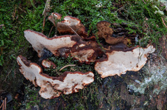 Heterobasidion parviporum