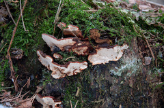 Heterobasidion parviporum