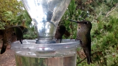 Sephanoides sephaniodes