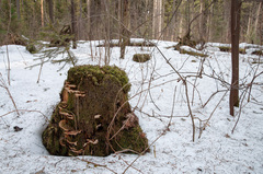 Heterobasidion parviporum