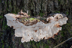 Heterobasidion parviporum