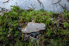 Heterobasidion parviporum