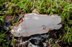 Heterobasidion parviporum