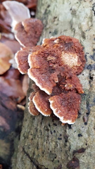 Inonotus cuticularis