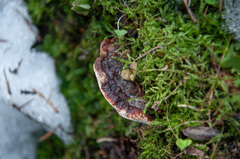 Heterobasidion parviporum