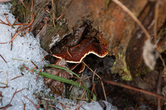 Heterobasidion parviporum