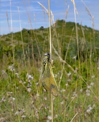 Libelloides longicornis