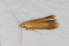 Tischeria ekebladella