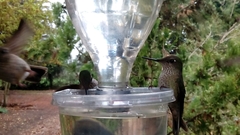 Sephanoides sephaniodes