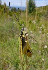 Libelloides longicornis