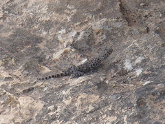 Ptyodactylus puiseuxi