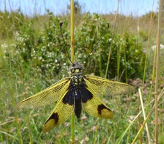 Libelloides longicornis