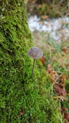Mycena erubescens