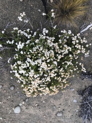Acantholippia seriphioides