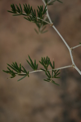 Asparagus lignosus