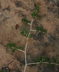 Asparagus lignosus