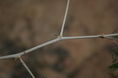 Asparagus lignosus
