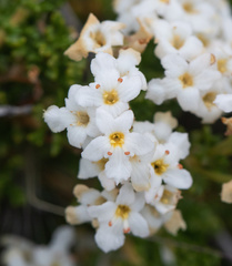 Acantholippia seriphioides