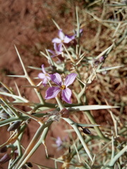 Zilla macroptera
