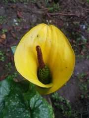 Zantedeschia elliottiana
