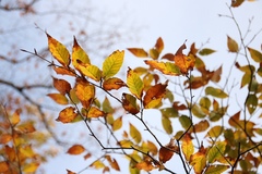 Fagus hayatae