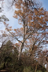 Fagus hayatae