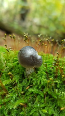 Pluteus salicinus