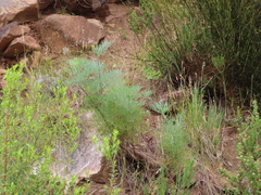 Notobubon capense