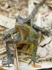 Acanthosaura cardamomensis